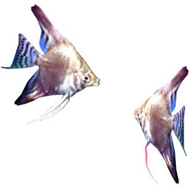 Pterophyllum scalare 3D Object | FREE Artlantis Objects Download